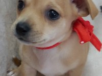 Pinscher yavruları