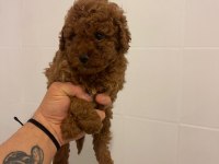 Efsane erkek dişi toy poodle yavrular