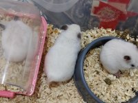 23 GÜNLÜK ROBOROVSKİ HAMSTERLERİ 5 TANE VE ANNE BABA