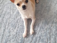 Teacup Chihuahua