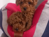 Mükemmel red brown toy poodle yavrular