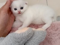 Beyaz scottish fold