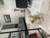 8 aylık maltipoo