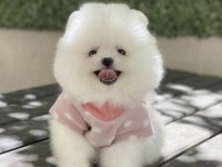 Pomeranian Boo Yavru