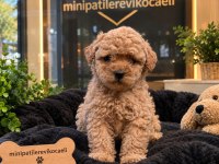 Dünyalar Tatlışı Toy Poodle Yavrumuz