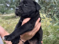 A şecereli kif kayıtlı dev cane corso