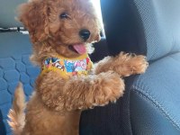 Yavru toy poodle sahiplendirme