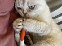 Acil scottish fold