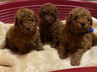 Ruhsatlı Köpek Çiftliğinden Toy Poodle Yavrular