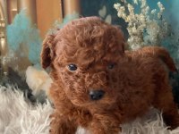 Irk Garantili Toy Poodle Yavru Köpekler