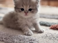Güzel british longhair kıza yuva arıyoruz