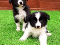 Birinci Sınıf Border Collie Yavruları 