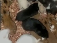 Hamster sevimli şeyler