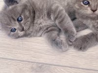 Sahiplendirilecek British Shorthair