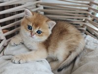 Golden British Shorthair Yavrum