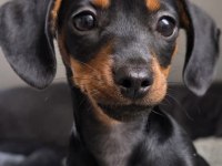 Black And Tan Dachshund Yavrularımız