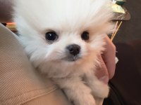 Irk ve sağlık garantili 3 aylık dişi pomeranian boo