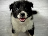 Evde büyüyen kalite kan hattı safkan eğitimli köpekler