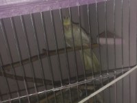 4 adet sultan papağanı