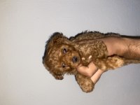 A class toy poodle bebekler