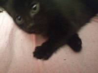 british shorthair 2 aylık
