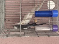 White Face Albino Çift Sultan Papağanı