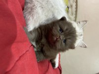 British shorthair chocolate