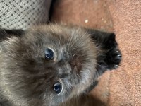 0-3 aylık british longhair