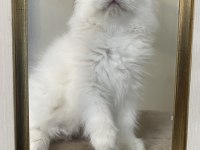 Saf Kan British Longhair