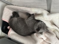 BRİTİSH KEDİME DİŞİ GELİN ARIYORUM
