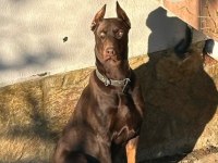Doberman European