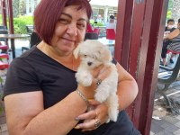 Maltese Terrier Adrese Teslim, Kapıda Ödeme Yapabilirsiniz