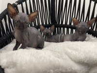 sphynx sfenks tüysüz dişi erkek yavruları