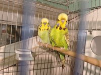 Show jumbo takım muhabbet kuşu