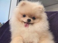 POMERANİAN BOO YAVRULAR
