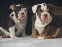 EGZOTİC İNGİLİZ BULDOG YAVRULAR