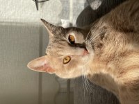 Sarman Sevecen Erkek Kedi