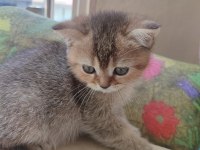 Golden tabby 2 aylık yavru kedimiz