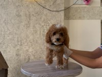 Premium Toy Poodle Yavruları