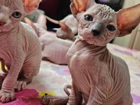 Canadian Sphynx yavrular