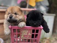 Chow chow (çin aslanı) yavrularımız
