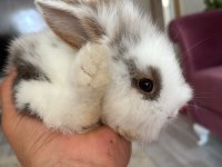 1.5 aylık Hollanda lop tavşanı