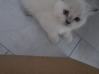 Erkek blue point kedimiz