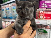 British shorthair yavrularımız teslime hazır