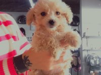 Maltipoo oğullarıma yuva arıyorum