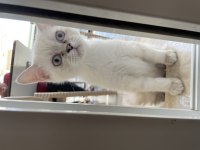 1 aylık british shorthair özel kediler