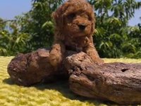 Toy poodle yavru köpeklerimiz