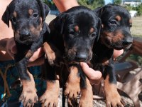 Doberman Yavrularımız