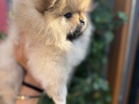 Pomeranian boo köpeğimiz