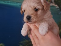 Sevimli maltipoo